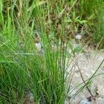 Juncus compressus Хабит