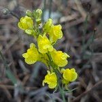 Linaria angustissima Flower