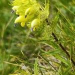 Rhinanthus glacialisBlomma