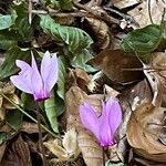 Cyclamen hederifolium Blomst