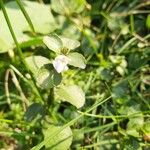 Niet geïdentificeerde soortBloem