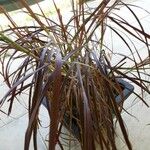 Pennisetum setaceum 叶