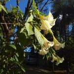 Brugmansia suaveolens (Humb. & Bonpl. ex Willd.) Bercht. & J.PreslLorea