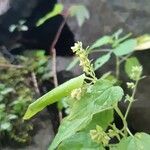 Scutellaria lateriflora Cvet