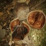 Khaya anthotheca Frukto