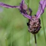 Lavandula pedunculata Цвят