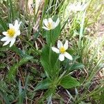 Caltha leptosepala Foglia