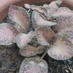 Episcia cupreata Leaf