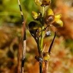 Scheuchzeria palustris Vrucht