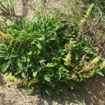 Stachys maritima Habit