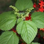 Laportea aestuans Leaf