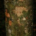 Pradosia ptychandra Bark