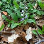 Veronica officinalis Buveinė