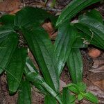 Dioscorea laxiflora Folio