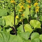 Ligularia fischeri Habit
