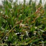Carex firma Kwiat