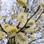 Salix atrocinerea Квітка