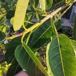 Ficus citrifolia Folha