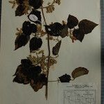 Clematis buchananiana Altres