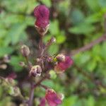 Scrophularia auriculata Cortiza