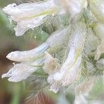 Oxytropis pilosa Flor