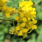 Sisymbrium strictissimum Flower