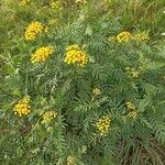 Tanacetum vulgareЦвят