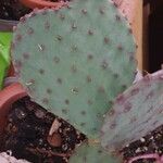 Opuntia macrocentra List