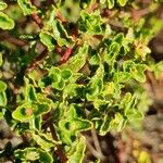 Hypericum balearicum Blatt