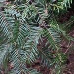 Abies alba Leaf