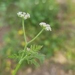 Torilis leptophylla Flors