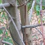 Cornus hongkongensis Bark