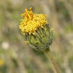 Encelia frutescens