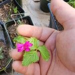 Rubus arcticus Flor
