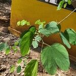 Bauhinia tomentosa Folha