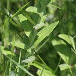 Lepidium campestre ᱥᱟᱠᱟᱢ