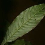 Quiina guianensis Leaf