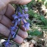 Delphinium fissum Blodyn