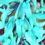 Strongylodon macrobotrys Flor