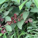 Rubus urticifolius Fruit