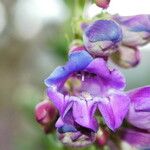 Penstemon glaber Flor