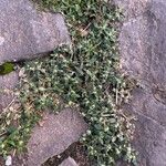 Guilleminea densa Blatt
