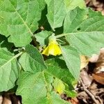 Physalis viscosa Habitus