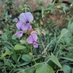 Pueraria phaseoloidesFlower