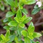 Thymus longicaulis 葉