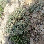 Helianthemum syriacum Hábito