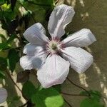 Clematis patensBlomst