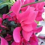 Cyclamen persicumപുഷ്പം