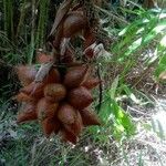Salacca zalacca ഫലം