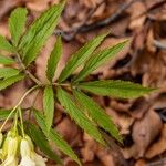 Cardamine kitaibelii 叶